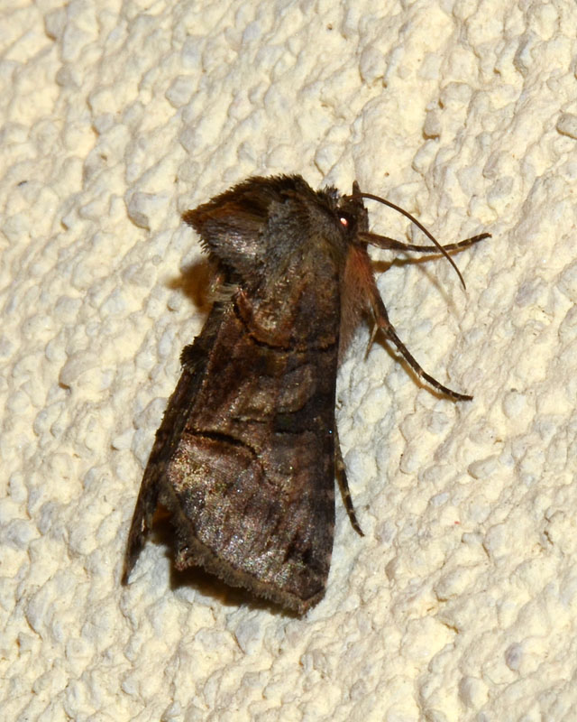 Noctuidae Abrostola triplasia ?